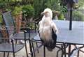 Escaped vulture lands in Kent garden 