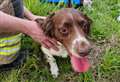 Dramatic moment dog is rescued from ‘deep’ sinkhole