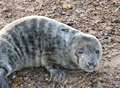 Volunteers save seal pup from starvation 