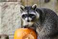 Fourth escapee racoon caught and returned to zoo