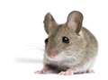 Mouse infestation shuts restaurant 