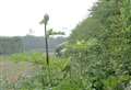 Giant hogweed warning issued during summer holidays