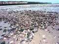 Tide of dead crabs washed up i