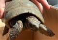 Tortoise spotted strolling across bridge on busy highway