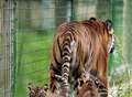 Sound of tiny tiger feet delights keepers