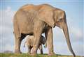 Animal park to celebrate World Elephant Day with keeper talks and feeds