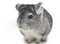 Forty chinchillas die in fire