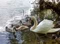 Cygnet trapped with dead sibling