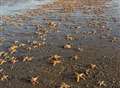 We are not to blame for starfish deaths, say fishermen