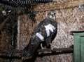 Shot buzzard on road to recovery