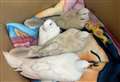 Doves in box abandoned in park