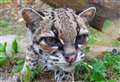 Wildlife park 'heartbroken' at death of cat