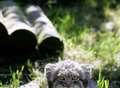 Pallas cat is partial to pheasant legs