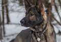 Police dog tracks suspect hiding in bush