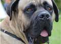 Bull mastiffs' owner fined for pet's attack on dog