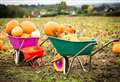 Pumpkin picking spots in Kent this October 