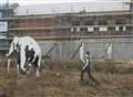 Giant elephant art greets motorists on ring road