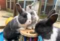 Rabbits recover after being abandoned on roadside