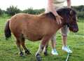 Sickening double attack on pony