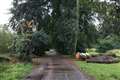 Council fined £500,000 after dog walker killed by falling tree limb