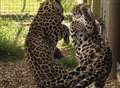 Rare big cats hit it off