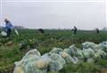 The volunteers saving tonnes of fruit and veg