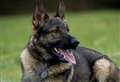 Police dog helps tracks down driver after car chase