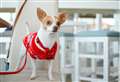 Experts reveal the best Christmas clothing for your pup