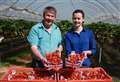 Strawberries going cheap after heatwave growth spurt