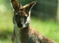 Seven wallabies escape in raid