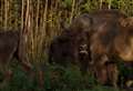 History made as bison released into Kent woodland