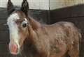 Foal found dumped in field 