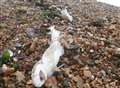 Sharks washed up on seafront