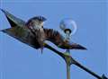 Seagull gets in a flap on clock tower