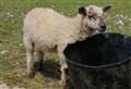 Trusting pet lamb slaughtered