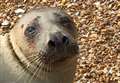 Rocks hurled at RSPCA officers rescuing seal 