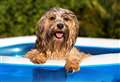 How to keep your pets safe in the sun