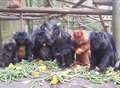 Javan langurs flown back to natural habitat