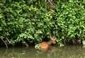 Deer trapped in water rescued