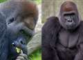 Gorilla family heading into the wild