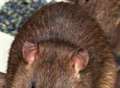 Voles blamed for rat menace