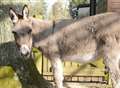 Donkey 'acid attack'