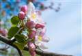 Garden centre fears as flowers bloom early