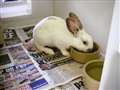 Dumped rabbits need homes