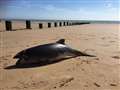 Dead porpoise washes up on beach