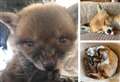 Fox that acts like puppy to undergo £13k op to stop seizures