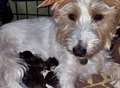 Dog becomes surrogate after kittens' mum falls ill 