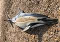 Dolphin found on beach