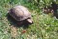 Six tortoises stolen from greenhouse