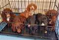 Six puppies found dumped in village